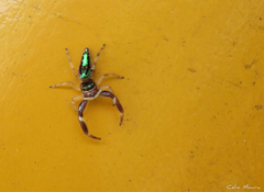 Lurio conspicuus