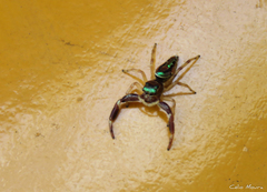 Lurio conspicuus