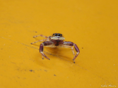 Lurio conspicuus