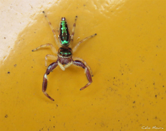 Lurio conspicuus