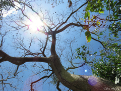 Enterolobium timbouva