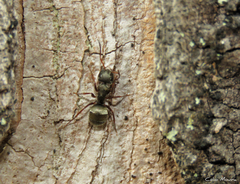 Camponotus