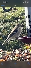 Spinus tristis