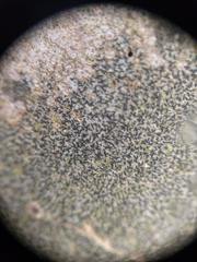 Pseudoschismatomma rufescens