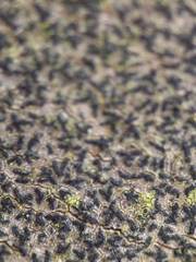 Pseudoschismatomma rufescens