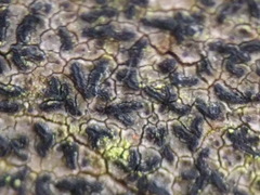 Pseudoschismatomma rufescens