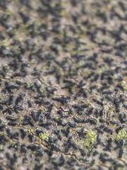 Pseudoschismatomma rufescens