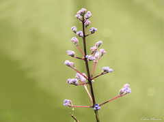 Jacaranda brasiliana