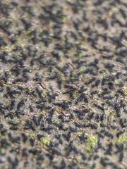 Pseudoschismatomma rufescens