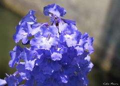 Jacaranda brasiliana