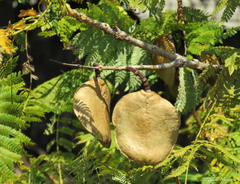 Jacaranda brasiliana