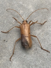 Centrodera