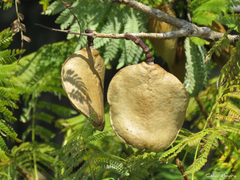 Jacaranda brasiliana