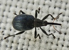 Oxystomatina