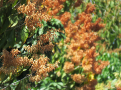 Triplaris gardneriana