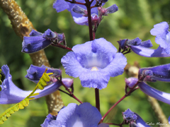 Jacaranda brasiliana
