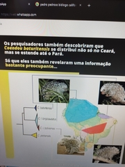 Coendou longicaudatus