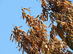 Triplaris gardneriana