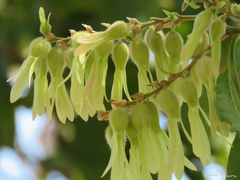 Triplaris gardneriana