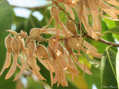 Triplaris gardneriana