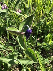 Clematis integrifolia