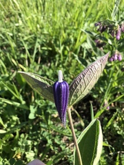 Clematis integrifolia