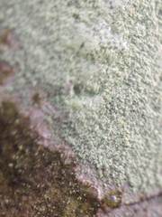 Lecanora expallens