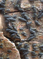 Hysterium angustatum