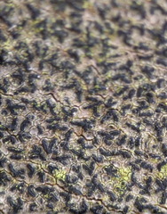 Pseudoschismatomma rufescens