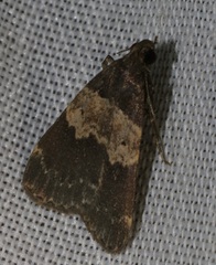 Hydrillodes nilgirialis