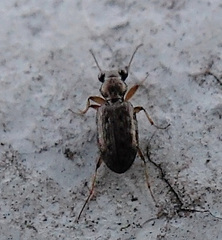 Asaphidion
