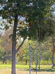 Pyrocephalus rubinus