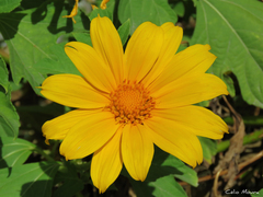 Tithonia diversifolia