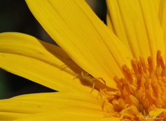 Misumenops maculissparsus