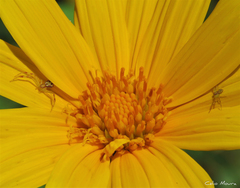 Misumenops maculissparsus