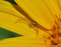 Misumenops maculissparsus