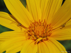 Misumenops maculissparsus