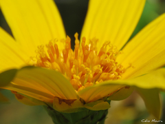 Tithonia diversifolia