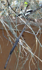 Bactrododema tiaratum