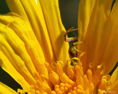 Misumenops maculissparsus