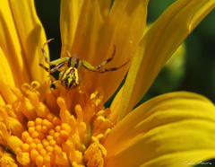 Misumenops maculissparsus