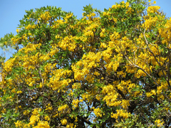Tabebuia aurea
