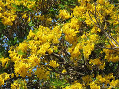 Tabebuia aurea