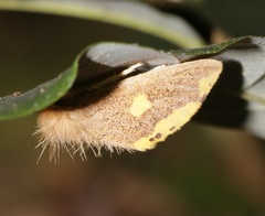 Euproctis quadrangularis