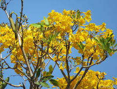 Tabebuia aurea