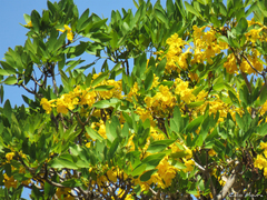Tabebuia aurea