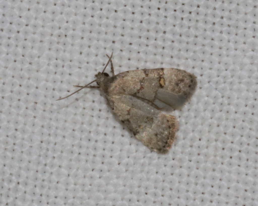 Fustius sterlingi