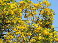 Tabebuia aurea