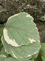 Scandosorbus