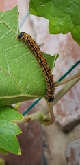 Acraea horta